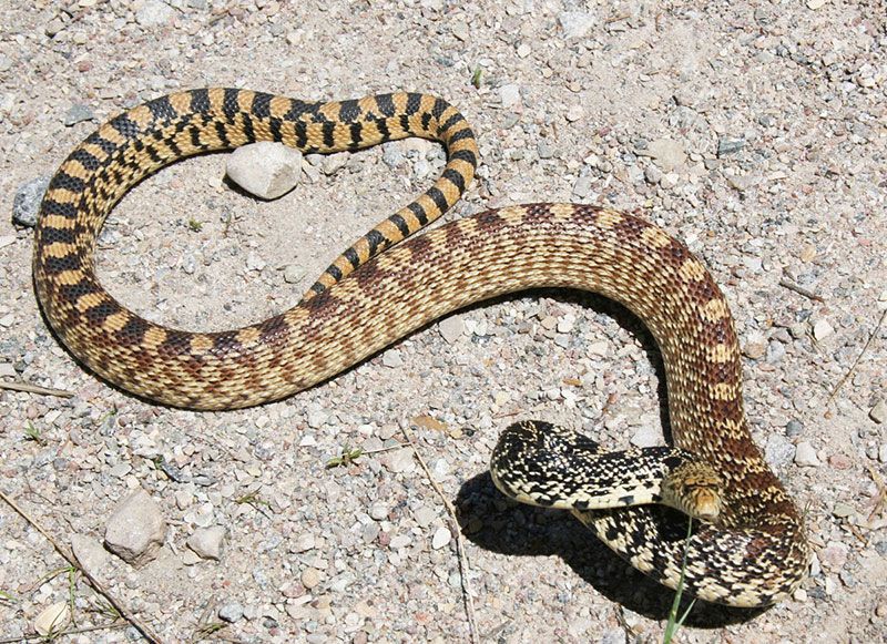 Bullsnake
