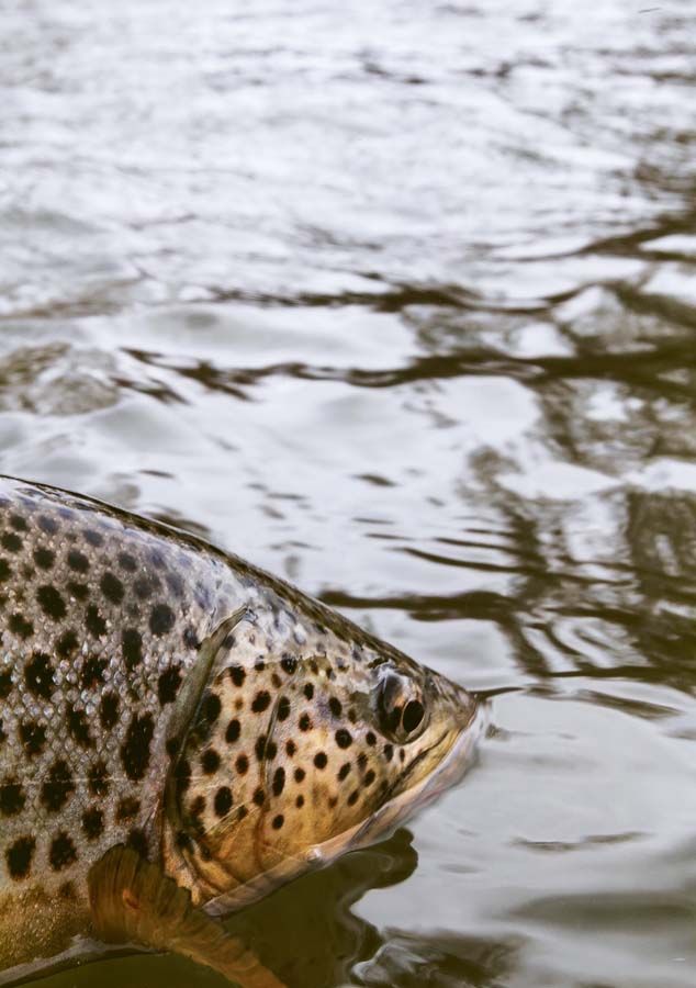 Honorable Mention-Potpourri