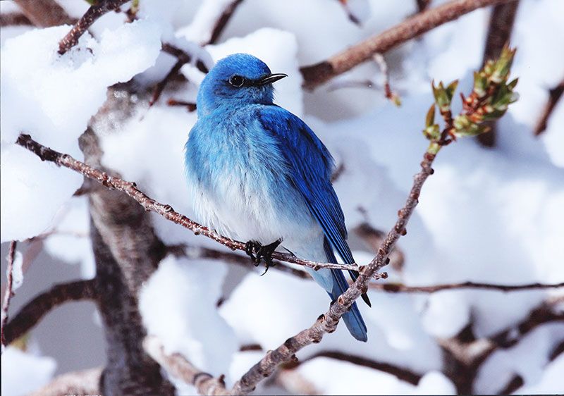 Honorable Mention - Wildlife